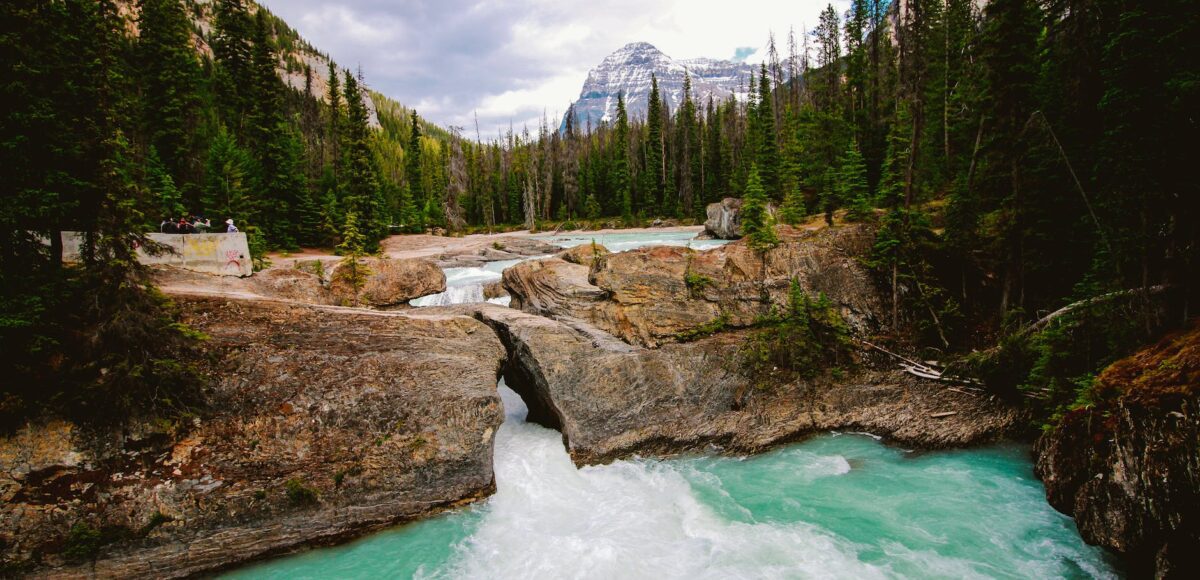 river surrounded by green pine trees