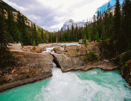 river surrounded by green pine trees