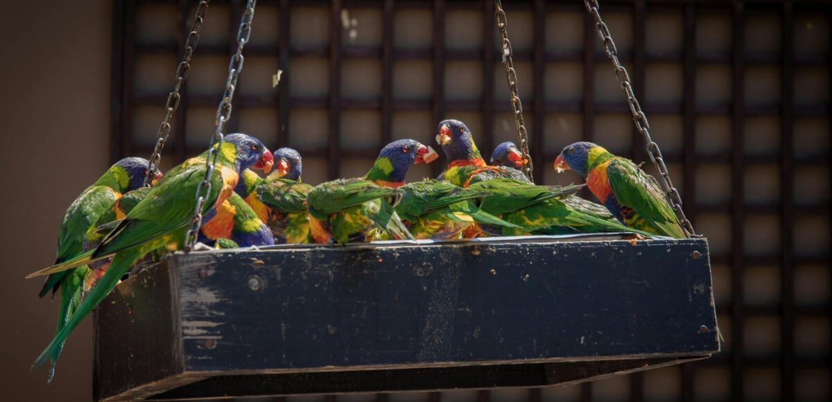 photo of group of parrots