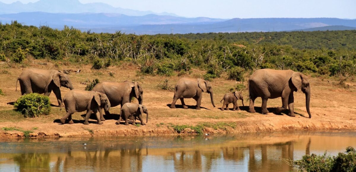 elephant-herd-of-elephants-african-bush-elephant-africa-59989.jpeg