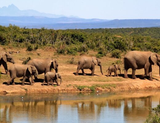 elephant-herd-of-elephants-african-bush-elephant-africa-59989.jpeg