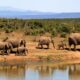 elephant-herd-of-elephants-african-bush-elephant-africa-59989.jpeg