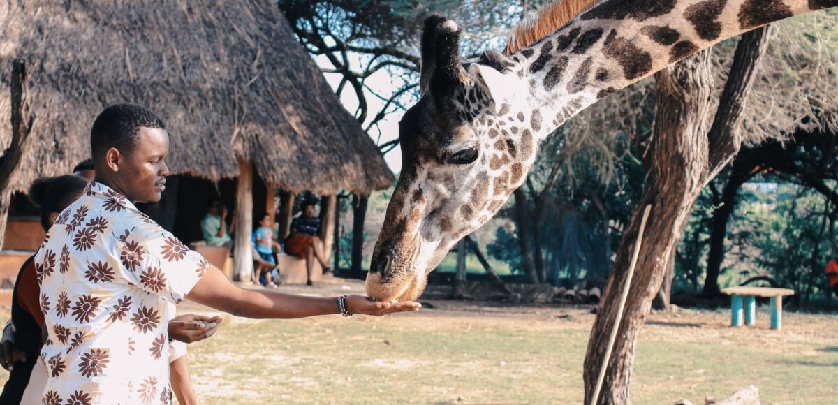 person feeding giraffe