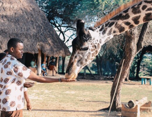 person feeding giraffe