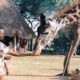 person feeding giraffe